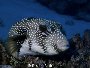 Pufferfish resting by Beate Seiler 